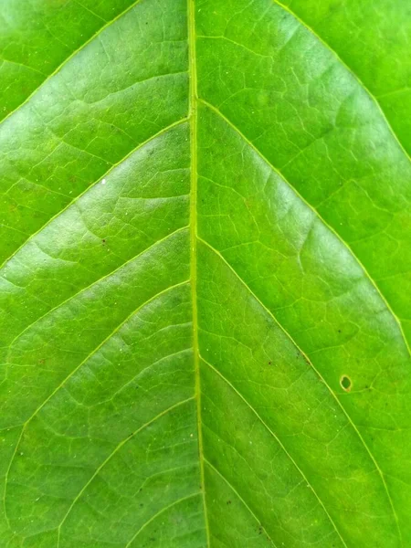 Leaf Structure Close — Stock Photo, Image