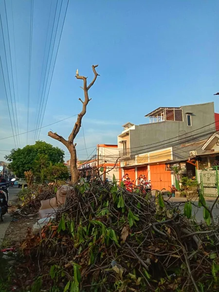 Tree Trunks Side Road — Fotografia de Stock