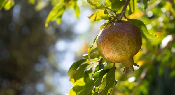 Onrijpe granaatappel die groeit op een tak in een boomgaard — Stockfoto