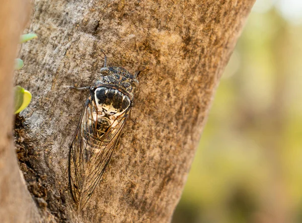 Cicada insecto en un tronco de árbol en Grecia — Foto de Stock