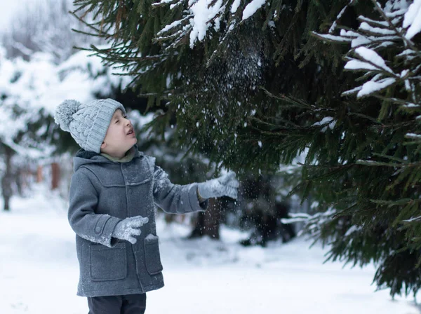 Bambino Con Cappotto Grigio Cappello Maglia Tocca Ramo Abete Rosso — Foto Stock