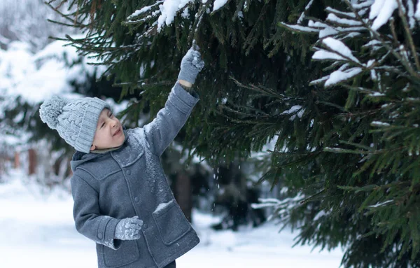 Bambino Con Cappotto Grigio Cappello Maglia Tocca Ramo Abete Rosso — Foto Stock