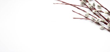 Paskalya konsepti. Beyaz Paskalya arka planında söğüt dalları var. Pankart. Boşluğu kopyala