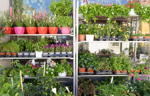 Çiçekçide saksıda çiçekler