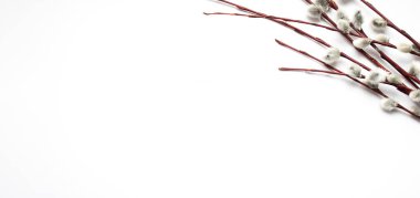 Paskalya konsepti. Söğüt dallı beyaz Paskalya arkaplanı.