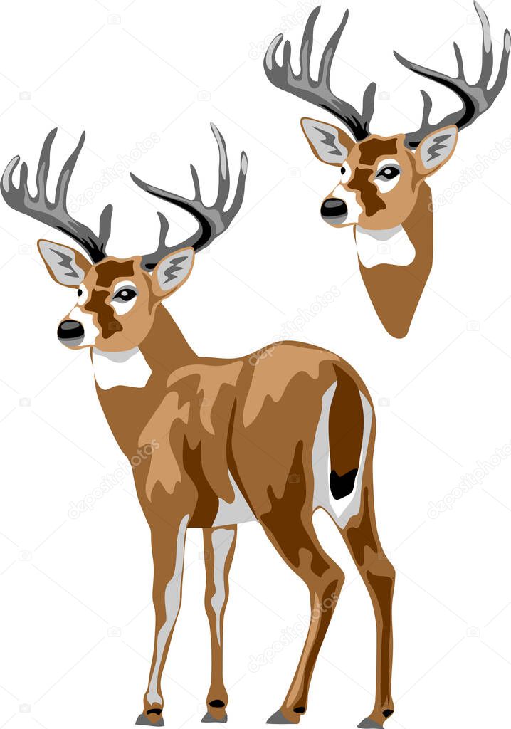 White tailed deer - colour vector illustration