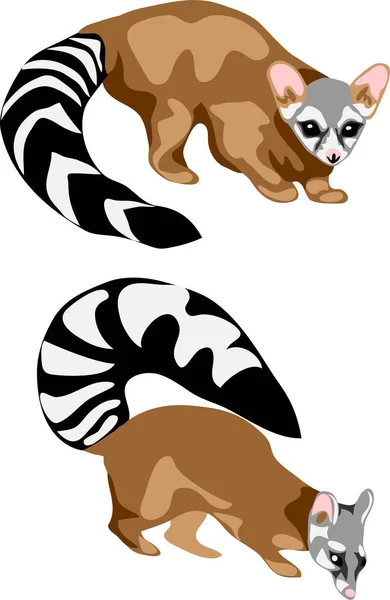 Ringtail Cat Colour Vector Illustration Стоковый вектор