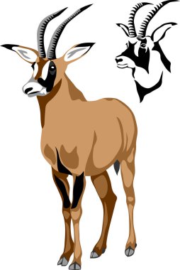 Roan antelope - vector illustration