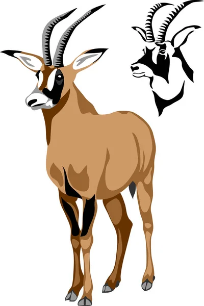 Roan Antelope Vector Illustration — Stock Vector