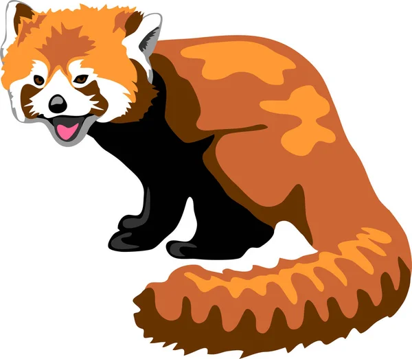 Red Panda Color Vector Illustration — Stock Vector