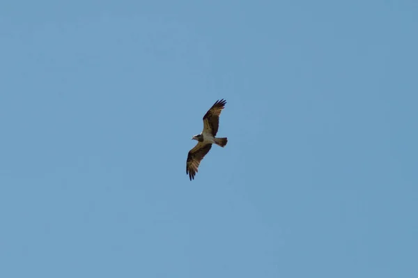 Osprey Sky Flying Bird — Stock Photo, Image