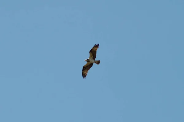 Águila Negra Cielo Ave Voladora — Foto de Stock