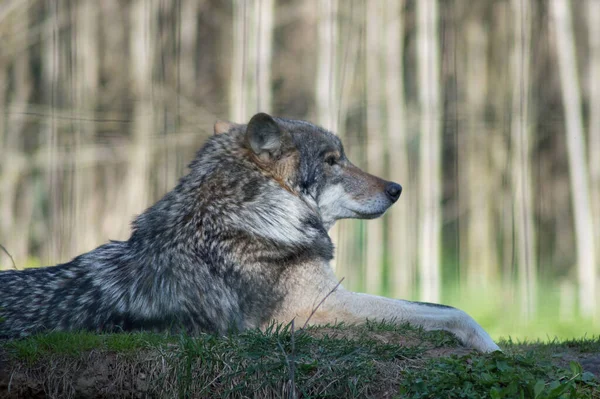 Grauwolf Entspannt Sich Auf Einem Hügel — Stockfoto