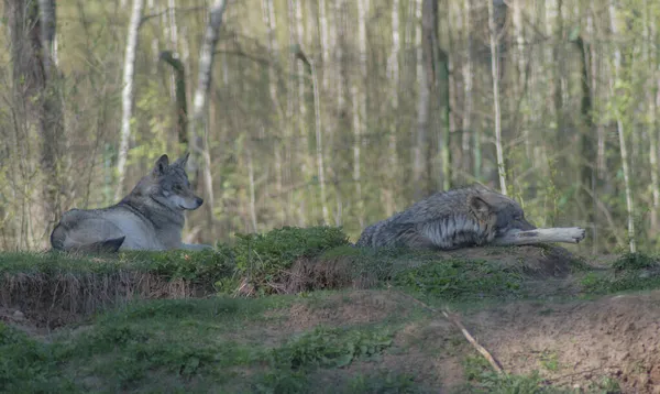 灰色の狼が丘の上でリラックスして — ストック写真