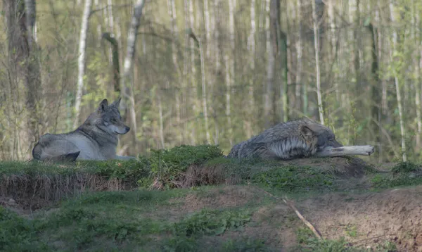 Grey Wolf Relaxing Hill — Stock Photo, Image