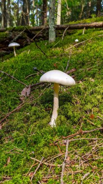 Yeşil yosun içinde beyaz mantar