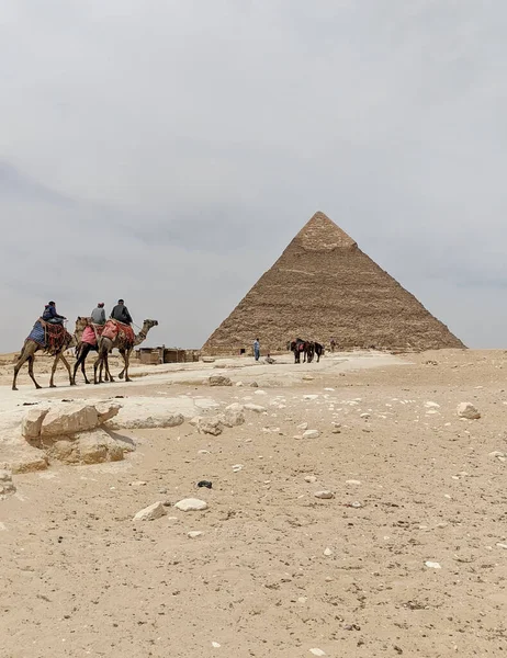 Camels Going Pyramids — Stockfoto