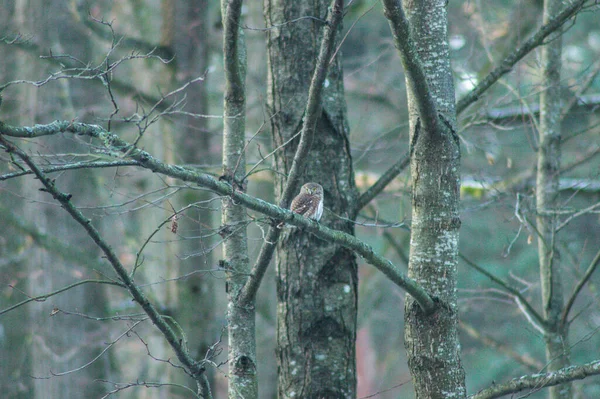 Pygmy Owl Sitting Tree Winter — Stockfoto