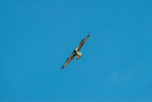 Ave Águila Pescadora Volando Cielo Azul — Foto de Stock