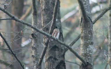bir ağacın dalında pigme baykuşu