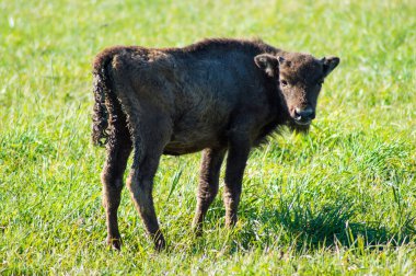 Bir bizonun küçük çocuğu 