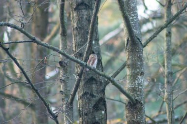 bir ağacın dalında pigme baykuşu