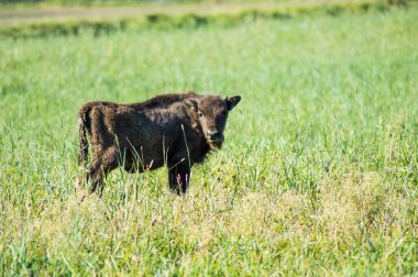 Bir bizonun küçük çocuğu 