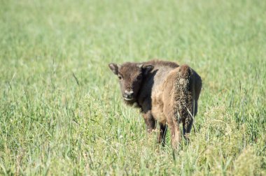 Avrupalı bir bizonun küçük çocuğu 