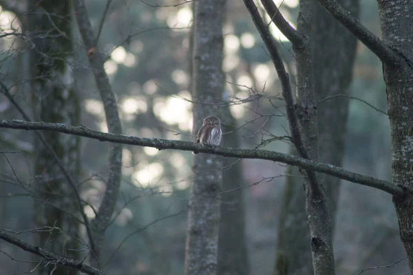 Pygmé Uggla Gren Ett Träd — Stockfoto