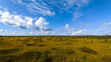 Eski bataklık bataklığı Mavi gökyüzünün altında