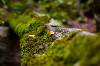 Eski bir kütükte yeşil yosun