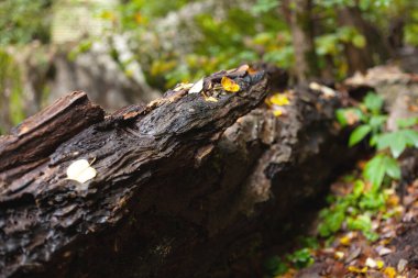 Yağmurdan sonra eski ıslak kütük