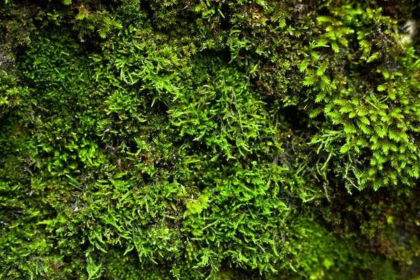 Green Moss Rain Autumn — Stock Photo, Image