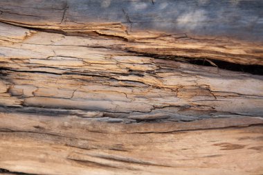 arka plan eski ağaç gövdesi