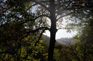 Gün boyunca ormanda bir ağaç.