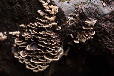 Ağaçta mantarlar yetişmiş.