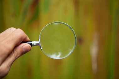 Yeşil panoların arka planında bir büyüteç tutan el.