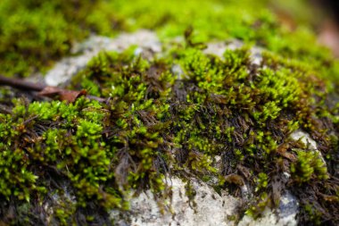 Sonbaharda yağmurdan sonra yeşil yosun