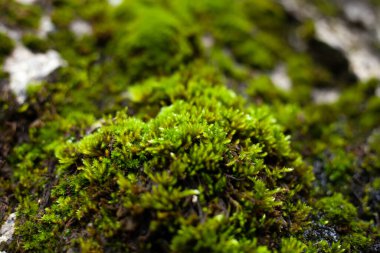 Sonbaharda yağmurdan sonra yeşil yosun