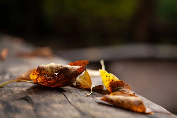 Herbstlaub Nach Regen Auf Dem Tisch — Stockfoto