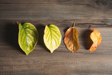 Yaprak renginin yeşilden kırmızıya geçişi