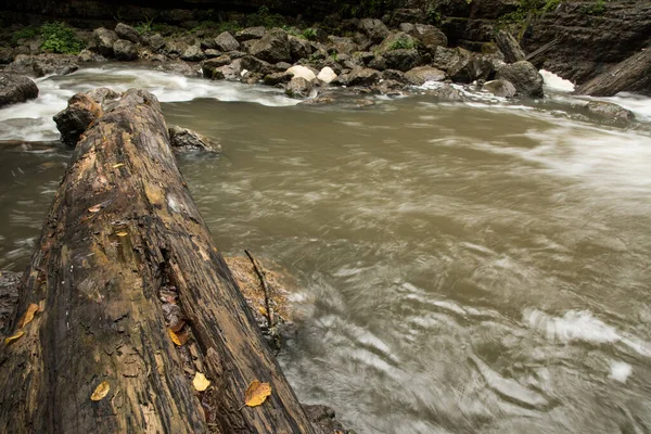 Nehirdeki Eski Kütük — Stok fotoğraf