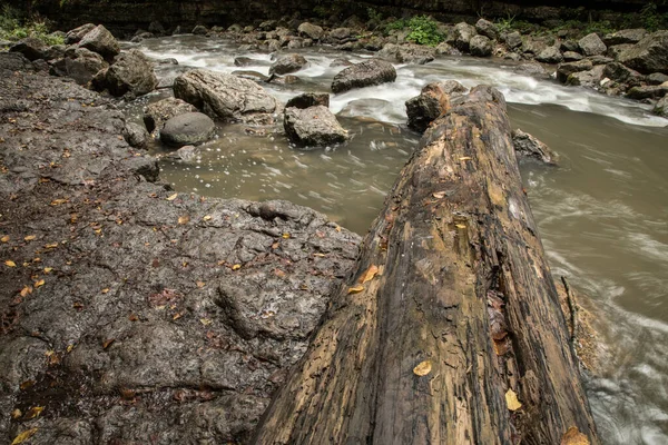 Vecchio Tronco Nel Fiume — Foto Stock