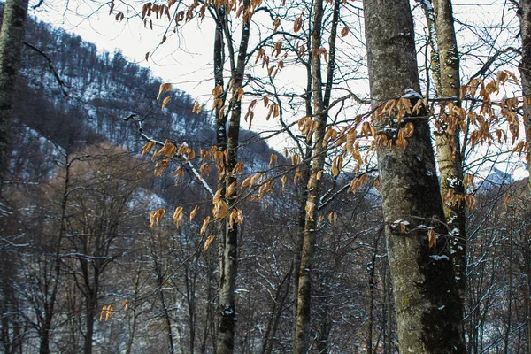 Montagna Foresta Inverno — Foto Stock