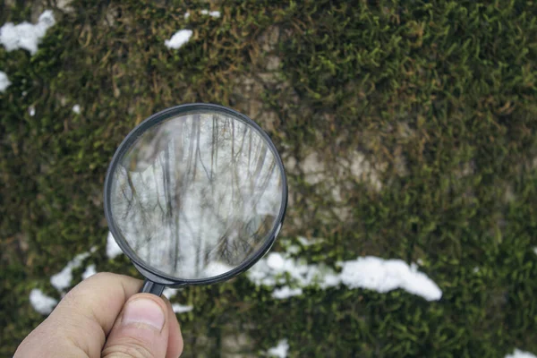 Holding Magnifying Glass Background Moss — стоковое фото