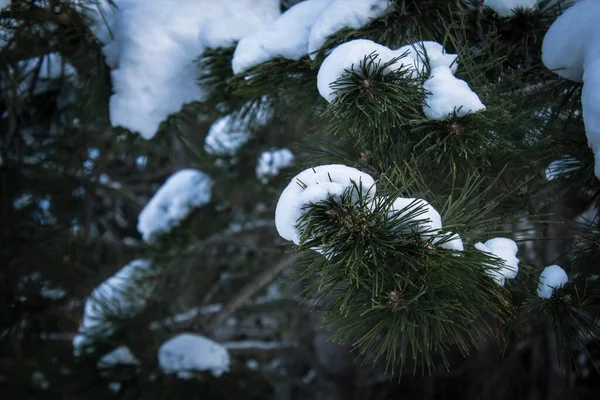 Las Sosnowy Pokryte Śniegiem — Zdjęcie stockowe