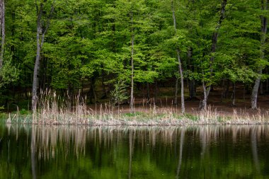Ağaçlar orman gölüne yansıyor.