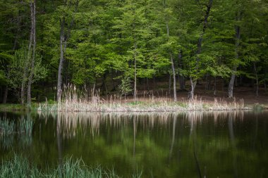 Ağaçlar orman gölüne yansıyor.