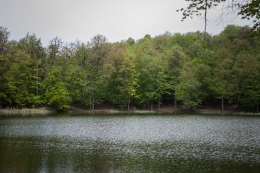 Ağaçlar orman gölüne yansıyor.