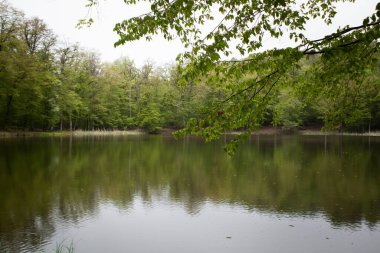 trees are reflected in the forest lake